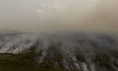 pl-que-muda-codigo-florestal-vai-desproteger-48-milhoes-de-hectares