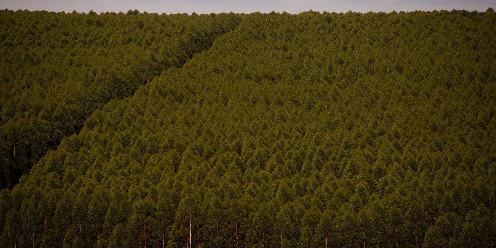 camara-quer-dispensar-licenca-ambiental-de-plantacoes-de-eucalipto