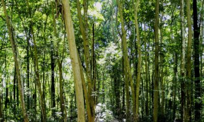 camara-aprova-regras-menos-rigidas-para-plantacao-de-eucalipto