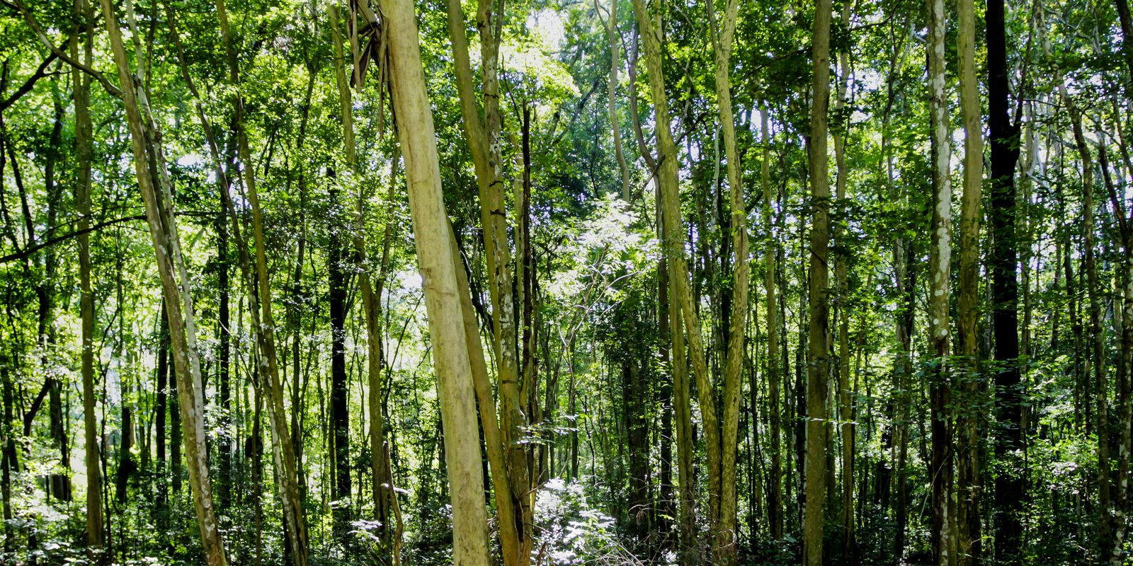 camara-aprova-regras-menos-rigidas-para-plantacao-de-eucalipto