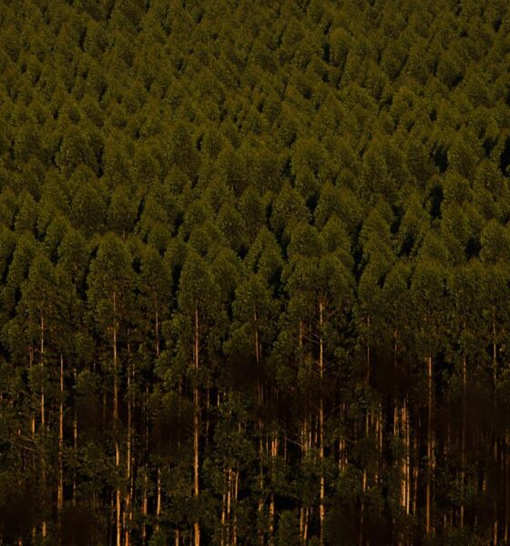 camara-retira-plantacao-de-eucalipto-da-lista-de-atividades-poluidoras