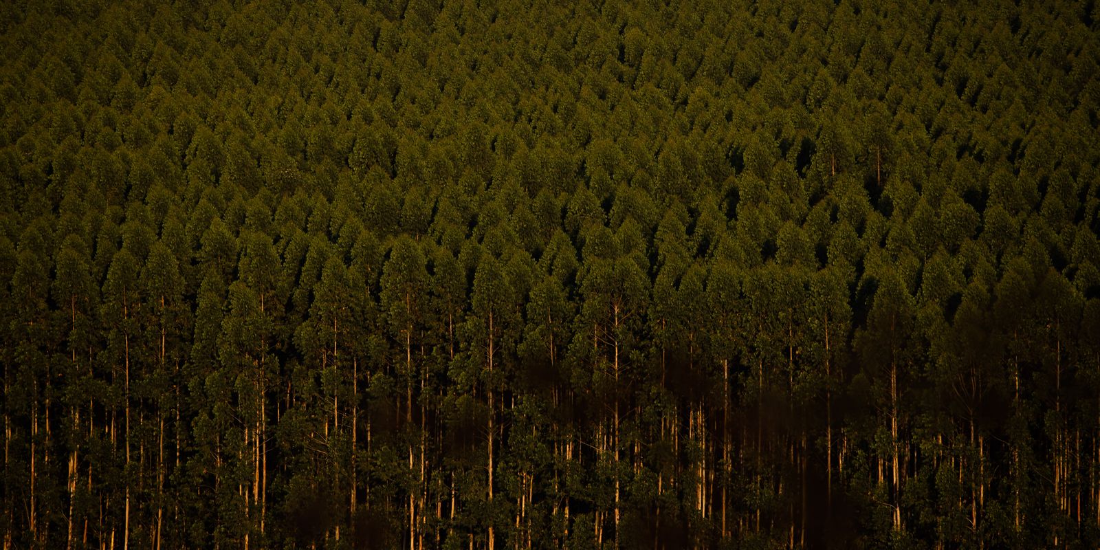 camara-retira-plantacao-de-eucalipto-da-lista-de-atividades-poluidoras