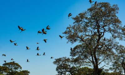 comissao-do-senado-aprova-projeto-que-cria-estatuto-do-pantanal