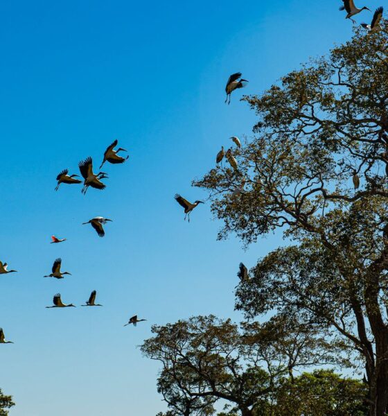 comissao-do-senado-aprova-projeto-que-cria-estatuto-do-pantanal