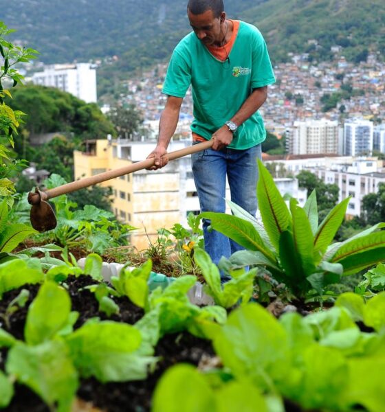 nova-lei-pretende-estimular-a-producao-de-alimentos-nas-cidades